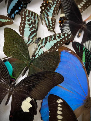 Butterfly Pinning Workshops
