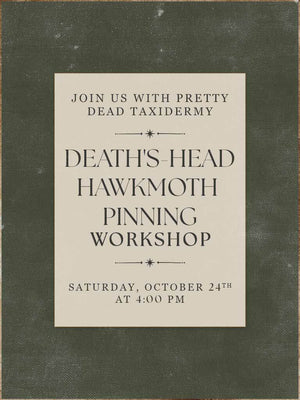 Death’s Head Hawkmoth Pinning Workshop - Oct 24 2026
