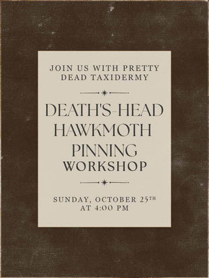 Death’s Head Hawkmoth Pinning Workshop - Oct 25 2026
