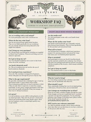Death’s Head Hawkmoth Pinning Workshop - Oct 24 2026