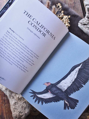 Ornithography - An Illustrated Guide to Bird Lore & Symbolism (Volume 2)