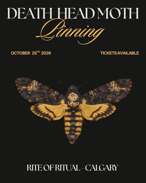 Death’s Head Hawkmoth Pinning Workshop - Oct 25 2026