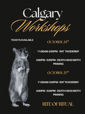 Rat Taxidermy Workshop - Oct 25 2026
