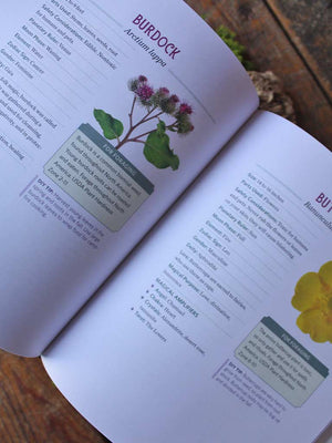 The Green Witch's Herb and Plant Encyclopedia - 150 Ingredients for Everyday Witchcraft