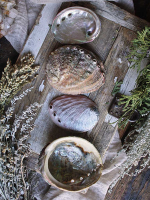 Abalone Shells