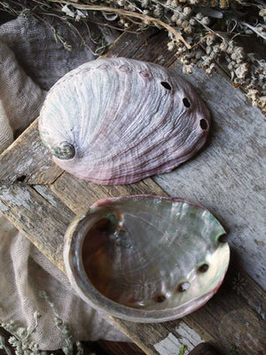 Abalone Shells