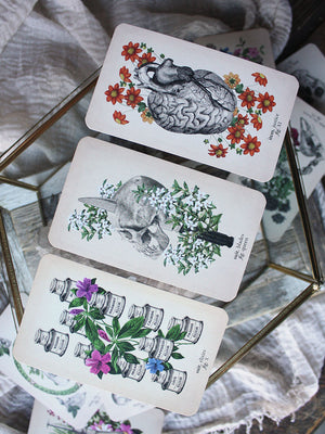 Antique Anatomy Tarot Kit