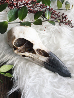 Black Raven Skull