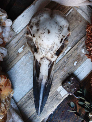 Black Raven Skull