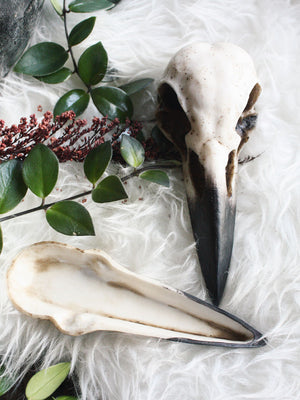 Black Raven Skull