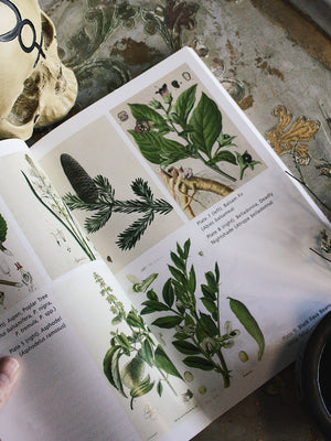 Sacred Herbs of Samhain