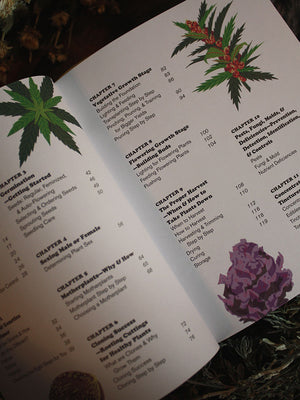 Cannabis - Beginners Guide to Growing