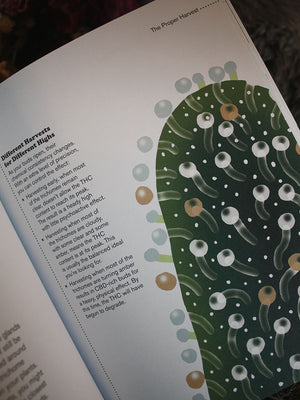 Cannabis - Beginners Guide to Growing