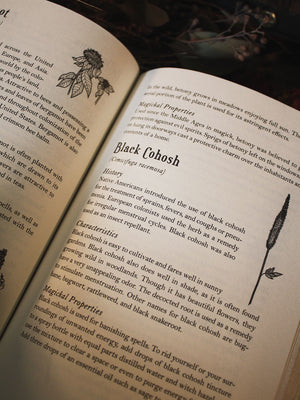 Modern Witchcraft Guide to Magickal Herbs