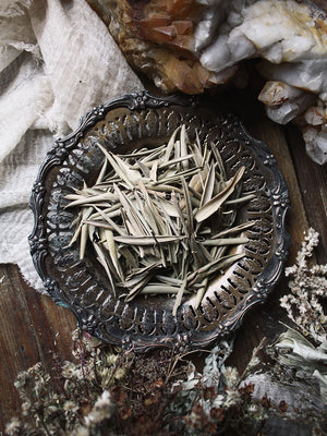 Ritual Herbs - Olive Leaf