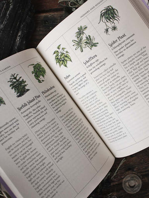 The Green Witch's Garden