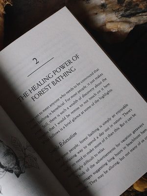 Your Guide to Forest Bathing