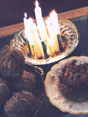 Rose of Jericho Ressurection Plant Canada