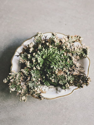 Rose of Jericho Resurrection Plant