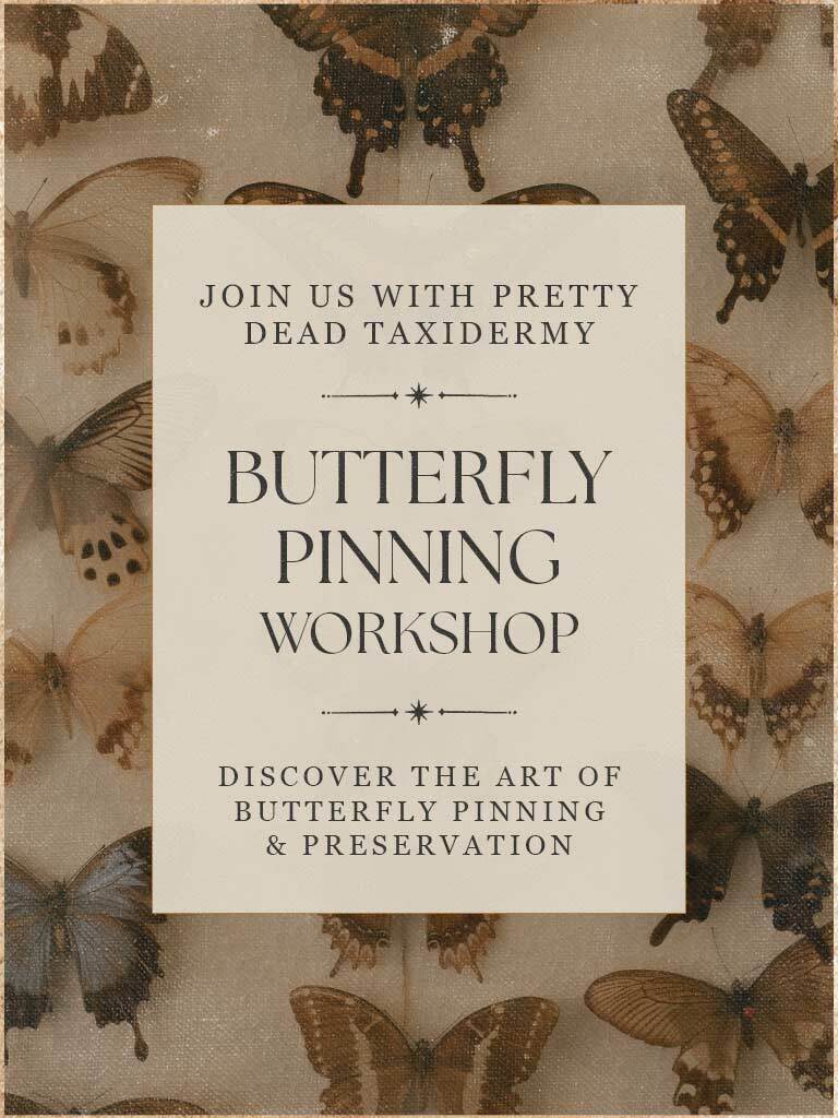 Butterfly Pinning Workshops