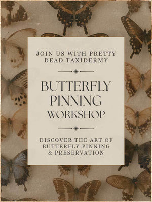 Butterfly Pinning Workshops