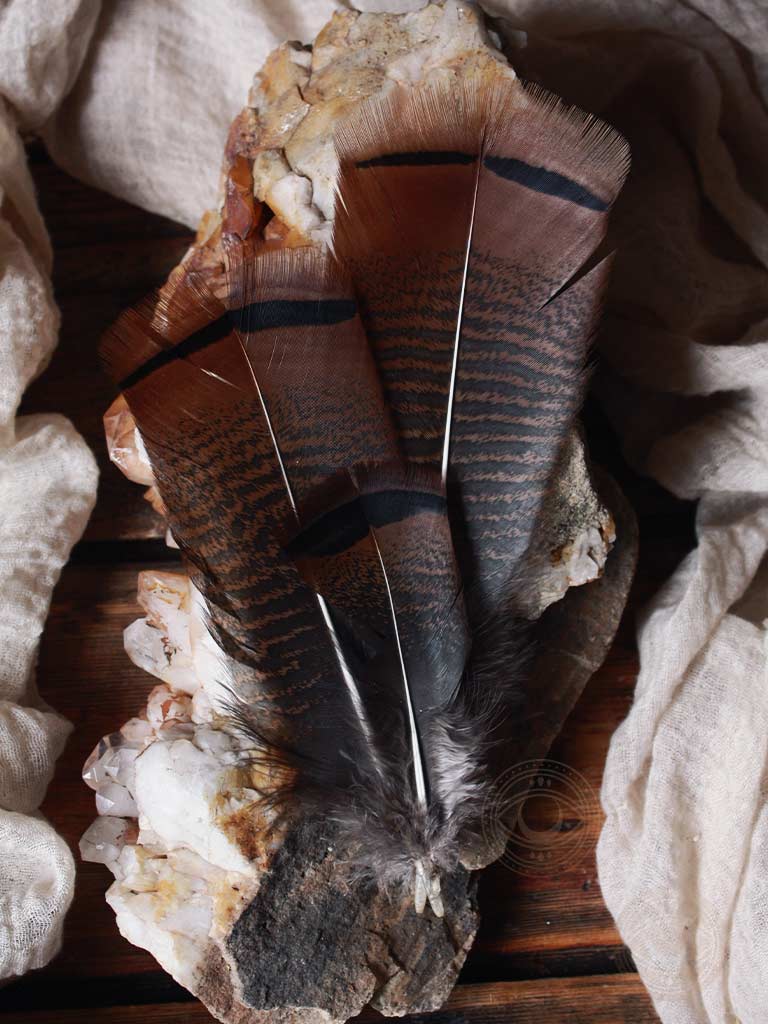Bronze Turkey Tail Feathers