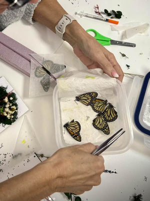 Butterfly Pinning Workshops