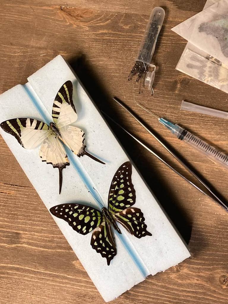 Butterfly Pinning Workshops