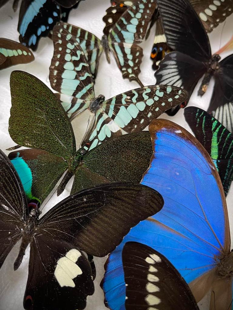 Butterfly Pinning Workshops