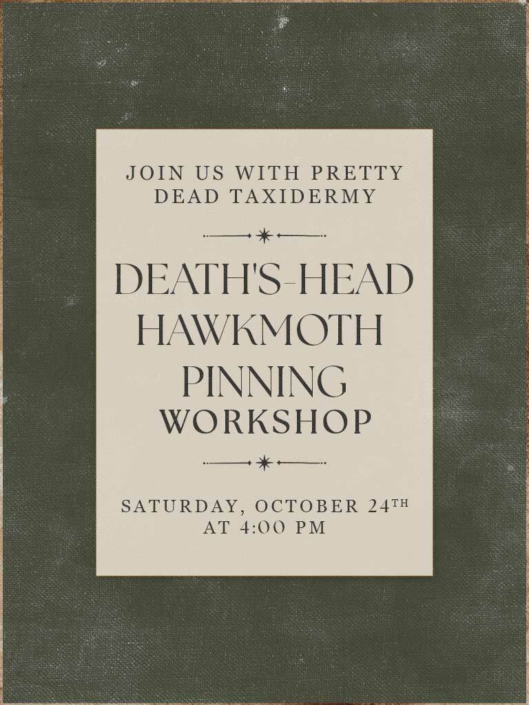 Death’s Head Hawkmoth Pinning Workshop - Oct 24 2026