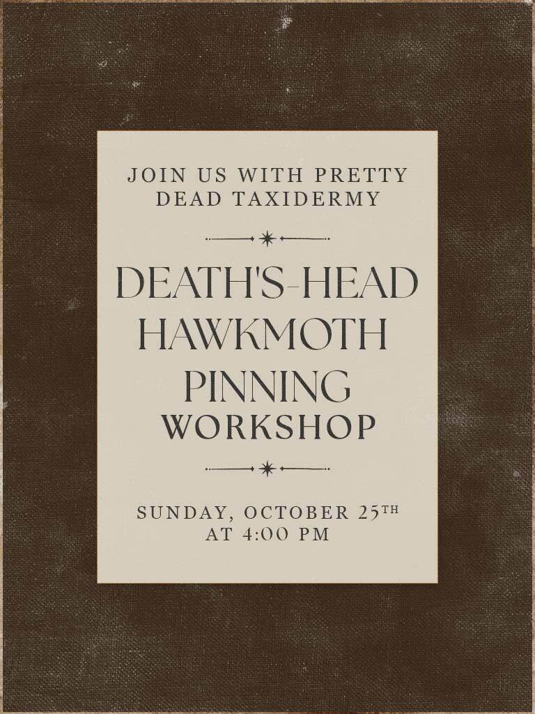 Death’s Head Hawkmoth Pinning Workshop - Oct 25 2026