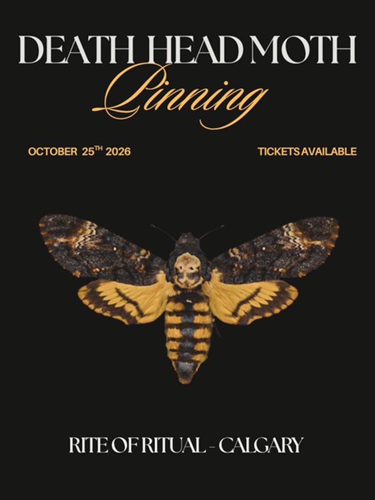 Death’s Head Hawkmoth Pinning Workshop - Oct 25 2026