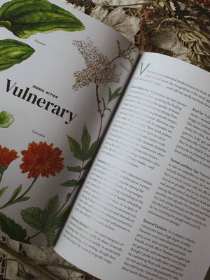 Herbal Gut Health