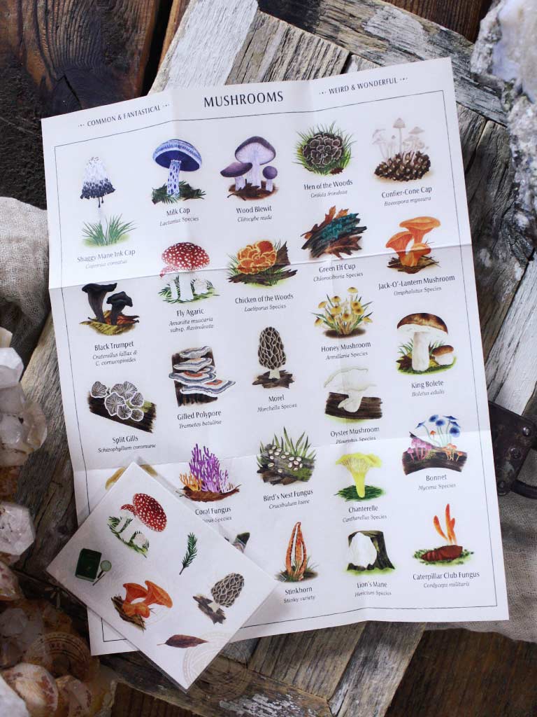 Mushrooms - A Wooden Magnet Set