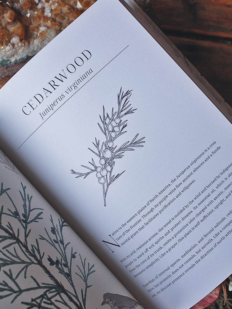 Olfactory Code - Unveiling the Alchemy of Botanical Perfumery