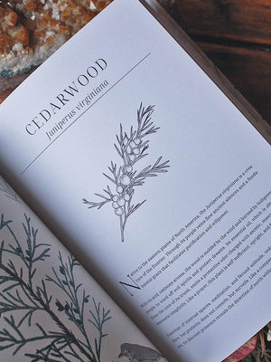 Olfactory Code - Unveiling the Alchemy of Botanical Perfumery