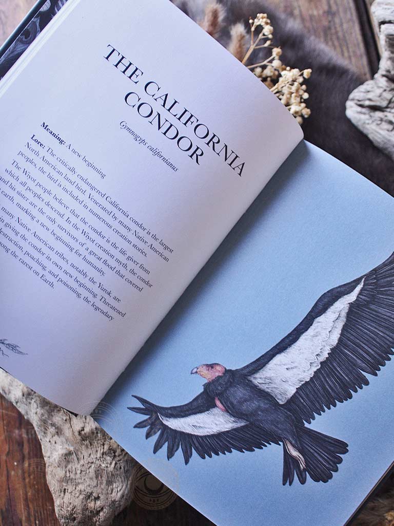 Ornithography - An Illustrated Guide to Bird Lore & Symbolism (Volume 2)