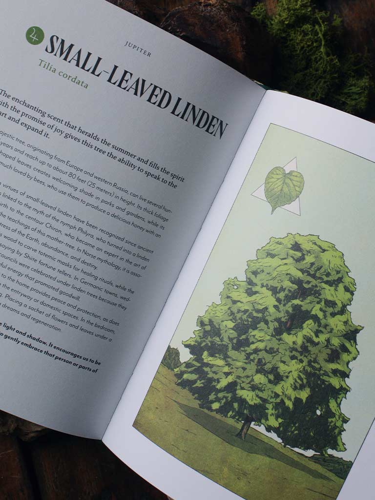 Plant Magic - The Magic Connections of Plants With The Universe