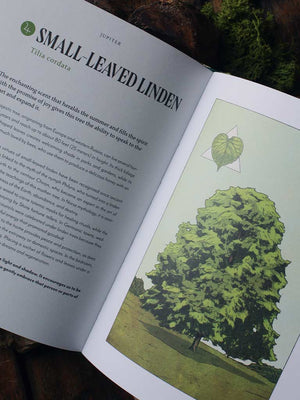 Plant Magic - The Magic Connections of Plants With The Universe