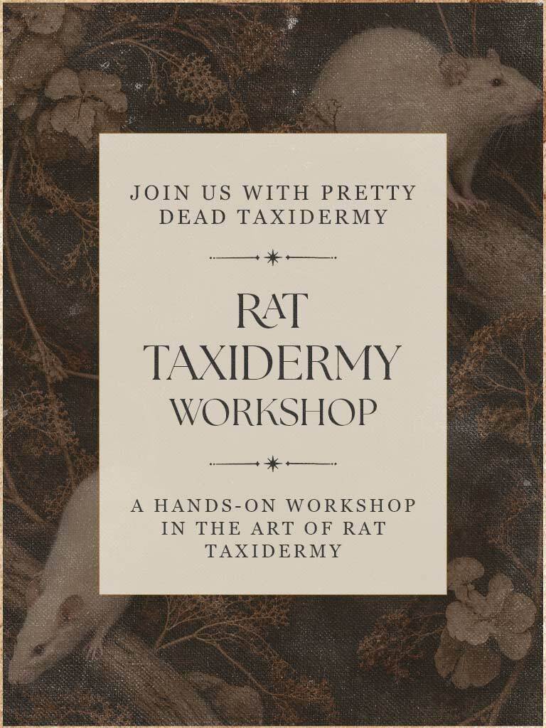Rat Taxidermy Workshops