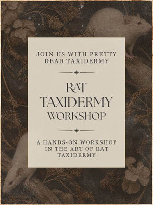 Rat Taxidermy Workshops