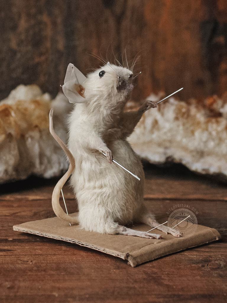 Rat Taxidermy Workshops