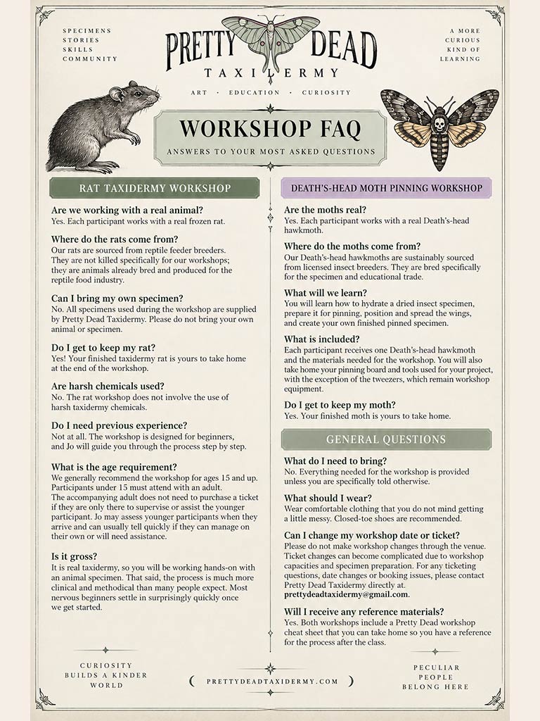 Rat Taxidermy Workshop - Oct 23 2026