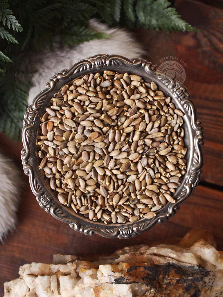 Ritual Herbs - Milk Thistle Seed