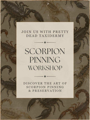 Scorpion Pinning Workshops