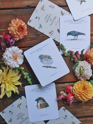 The Backyard Bird Deck