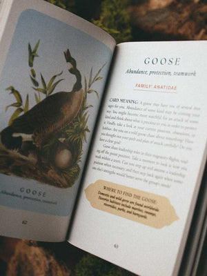 The Spiritual Meaning of Birds Oracle Deck