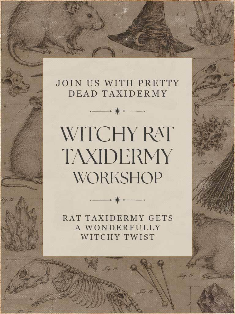 Witchy Rat Taxidermy Workshops
