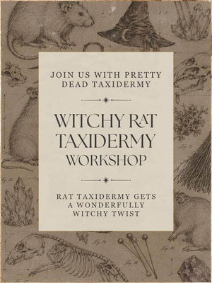 Witchy Rat Taxidermy Workshops