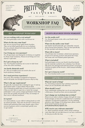 Rat Taxidermy Workshop - Oct 24 2026